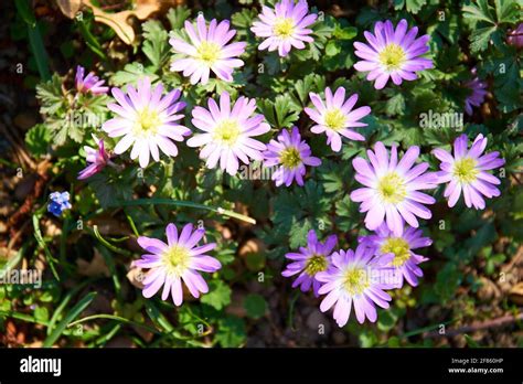 Lavender fields on Hvar Stock Photo - Alamy