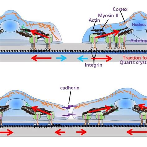 An Illustration Of The Generation And Transmission Of Cell Traction