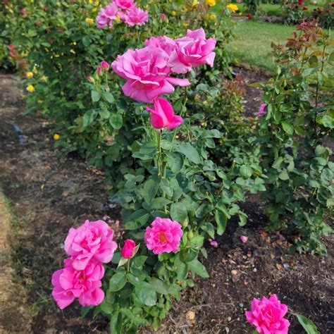 Perfume Delight Rose | Plants Express