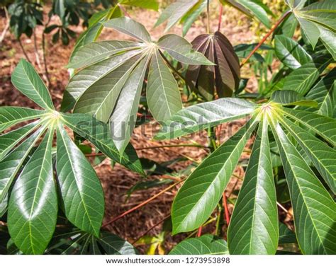 Tapioca Tree Plant Stock Photo 1273953898 | Shutterstock