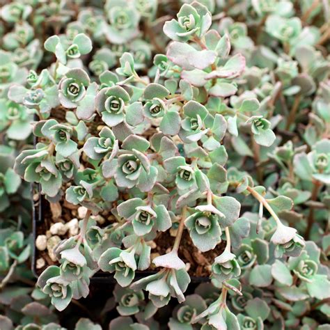 Sedum Cauticola Lidakense Pink Stonecrop Large Mcg™