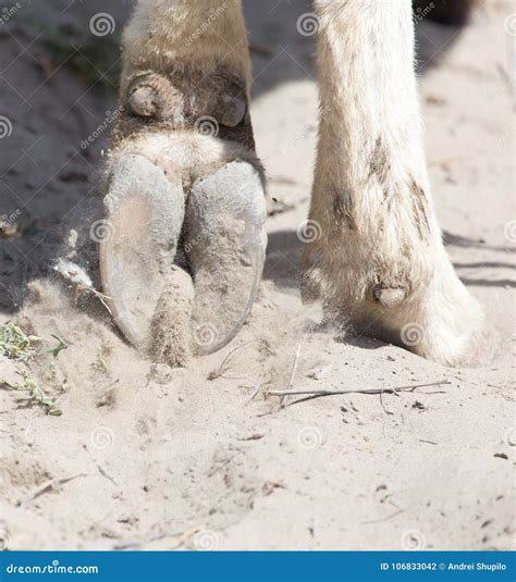 Cow hooves stock photo. Image of build, multiple, hoof - 106833042