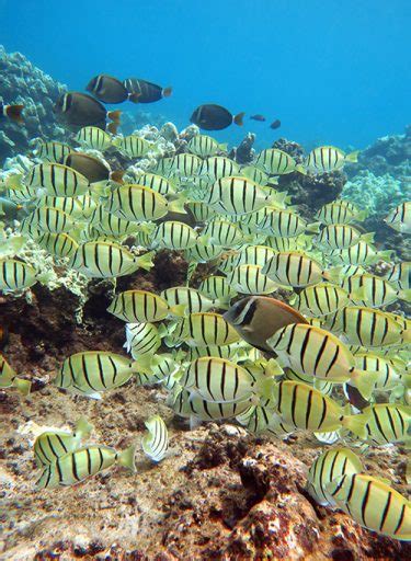 Snorkeling Honolua Bay - Worth The Drive, Hike And Long Swim