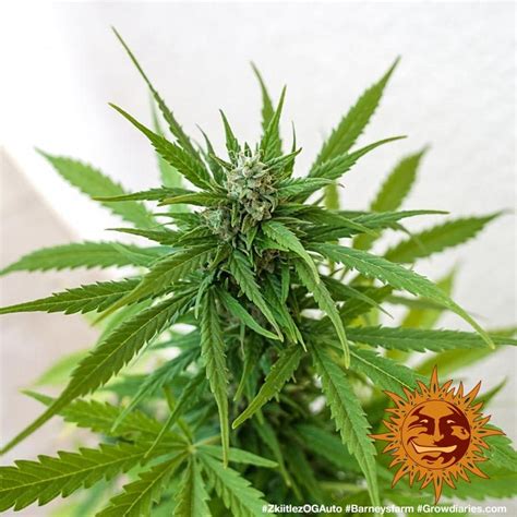 Zkittlez Og Auto Autoflower Seeds Barneys Farm Usa