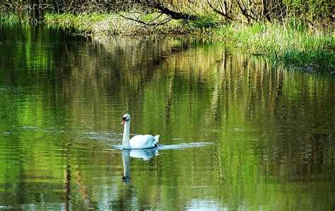 Swan on the Cong River Cong Ireland Photograph by Teresa Mucha - Fine Art America