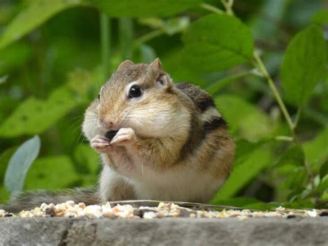 Atlanta Chipmunk Control || Chipmunk Control & Rodent Control Services ...