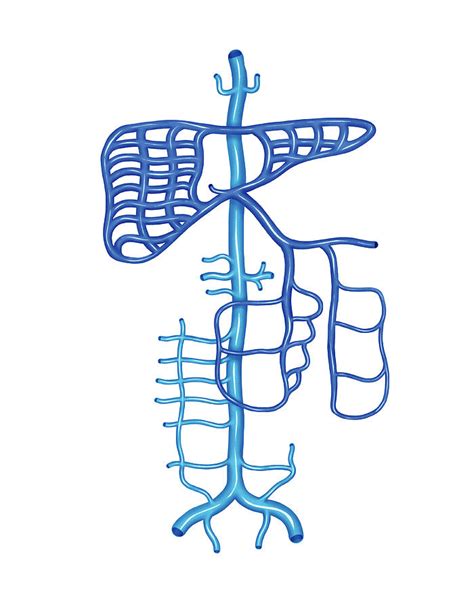 Venous System Of The Abdomen Photograph By Asklepios Medical Atlas Pixels