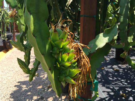 how to grow dragon fruit 3