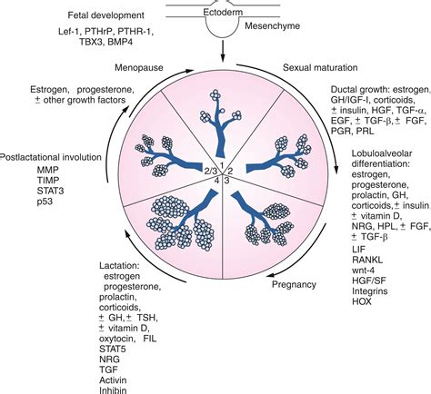 Breast Physiology Normal And Abnormal Development And Function