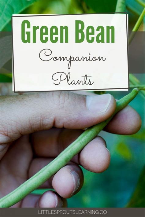 Green Bean Companion Plants Companion Planting Green Beans Garden