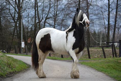 Klacz Tinker Irish Gypsy Cob Kuc Cyga Ski Og Oszenia Re Volta Pl