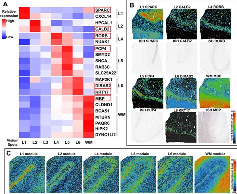 Layer Specific Genes Define The Anatomical Architecture Of The Human