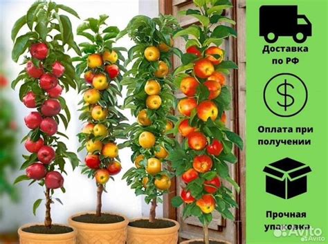 Саженцы колоновидной яблони купить в Ярославле | Товары для дома и дачи ...