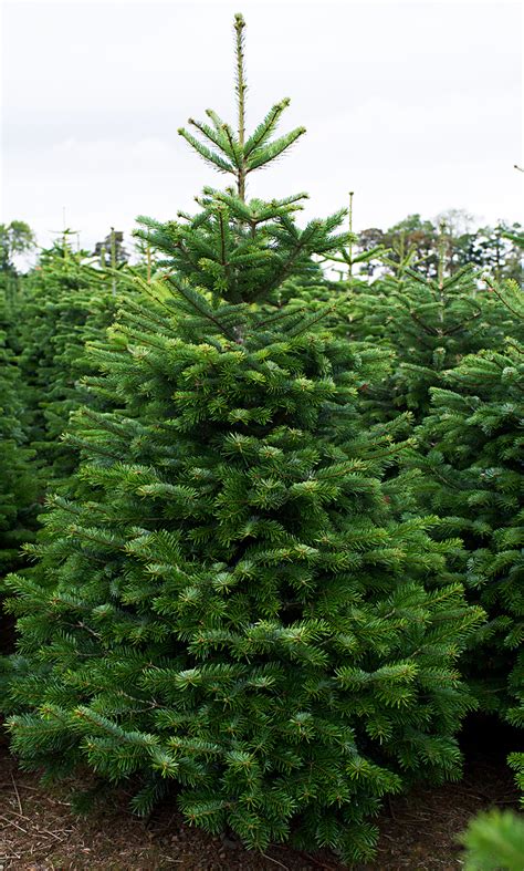 Nordmann Fir Real Christmas Tree Uk