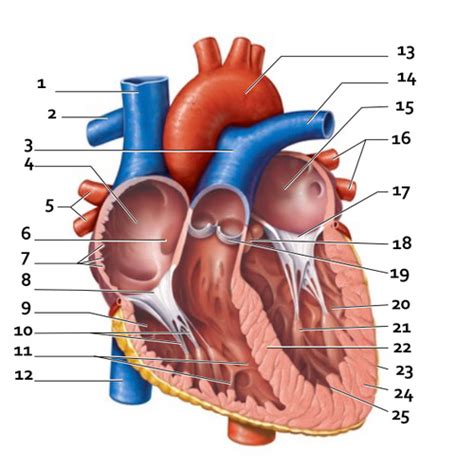 Gross Anatomy Of Heart Diagram Frontal Section Flashcards Quizlet