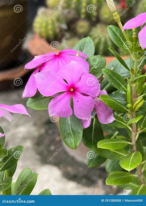 Beautiful Pink Catharanthus Roseus Flower In The Garden Stock Photo