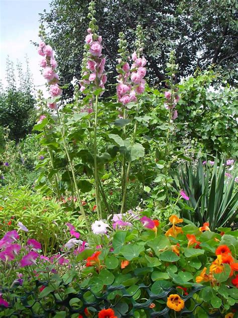 Лаватера в ландшафтном дизайне сада (58 фото) - 58 фото