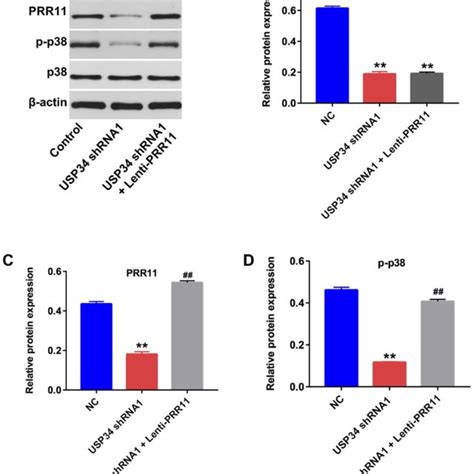 Downregulation Of USP34 Inhibited The Tumor Growth Of PANC 1 Xenograft