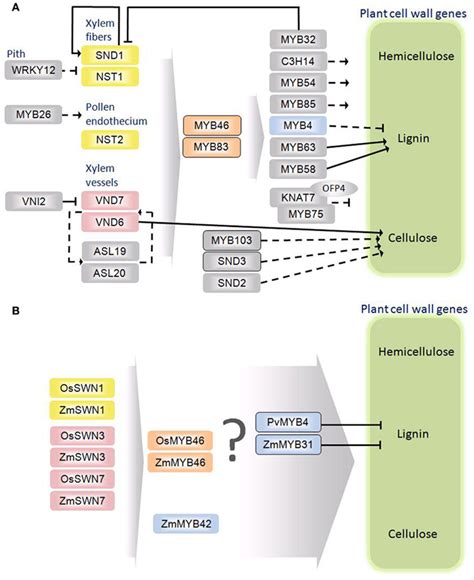 Frontiers Transcriptional Regulation Of Grass Secondary Cell Wall