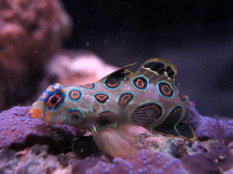 Spotted Mandarin Goby - Fish - Nano-Reef Community