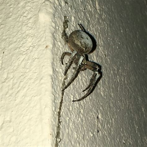 Что за паук?" | Пикабу