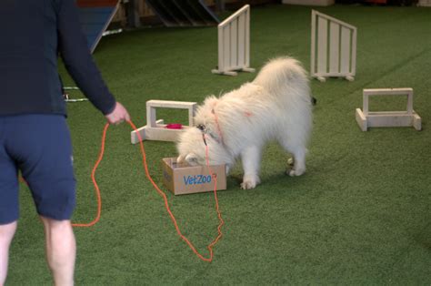 Nosework - Lundqvist Hundeskole