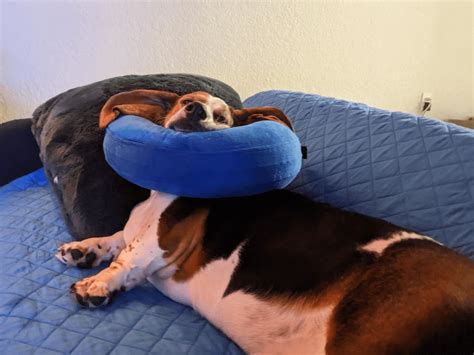 Donut Cone Rbasset
