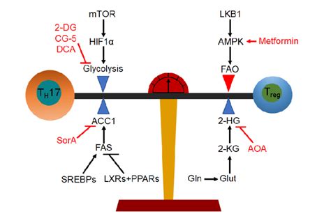 The Four Metabolic Checkpoints In The T H 17 T Reg Balance Blue Download Scientific Diagram