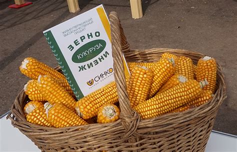 Купить зерно оптом от производителя - агрохолдинг Зерно Жизни