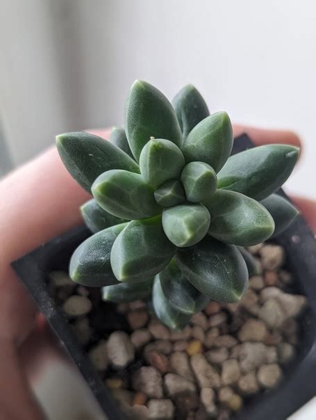 Pachyphytum compactum (пахифитум компактный) #суккуленты #пахифитум ...