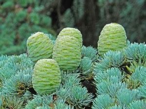 Шишки | ЗООМИР