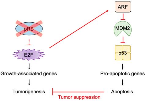 Biology Free Full Text Expanding Roles Of The E F Rb P Pathway In