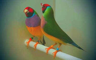 Part 4: Gouldian finch breeding - Planet Aviary