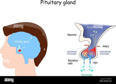 Pituitary Gland Anatomy Hormones Location Of Hypophysis Vector