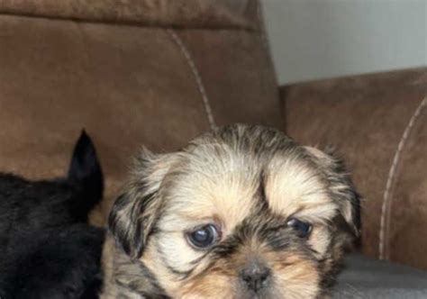 Kennel Club Registered Shih Tzu Puppies For Sale From Private Sellers