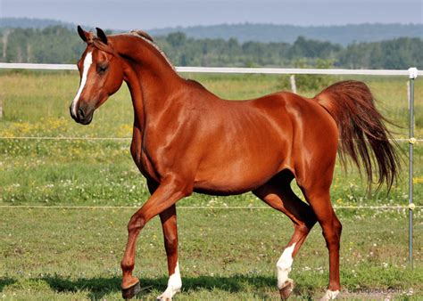 20 War Horse Breeds With Pictures