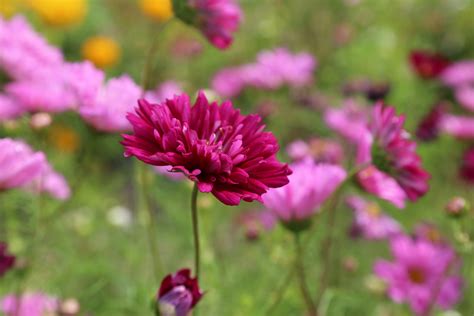 flower flower meadow summer flowers flora nature 4k HD Wallpaper