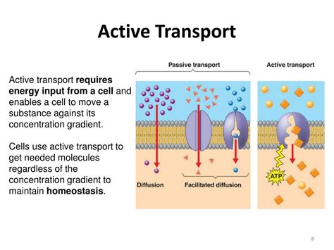 What Is Active Transport And Examples - Printable Templates Protal