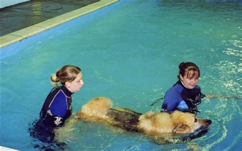 Dipping Dogs Photo Gallery