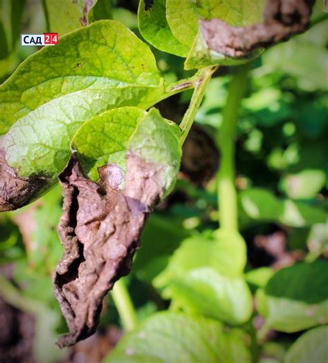 Фитофтора На Картошке Фото — Фото