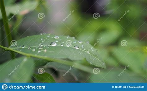 Hojas Con Descensos Del Agua Hoja Verde Con Los Descensos Del Agua Para