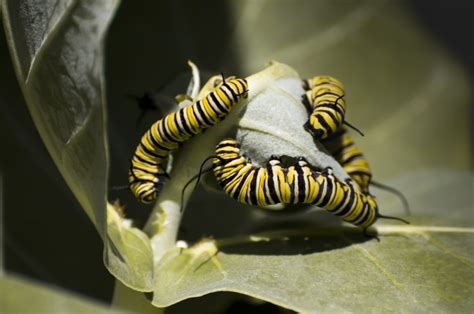 What Do Caterpillars Eat Know Their Eating Habits Wake Posts