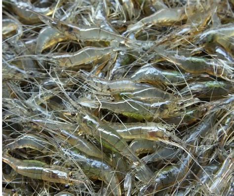 How To Raise Freshwater Prawns Aquaponics Advisor