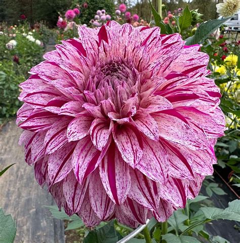 Cowlitz River Dahlias