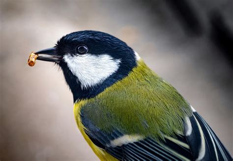 Great Tits Often Lose Their Vivid Colors In The City Earth