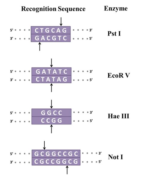 Solved Some restriction enzymes produce cohesive (“sticky") | Chegg.com