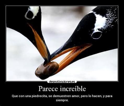 Imagenes de pinguinos de amor con frases - Imagui