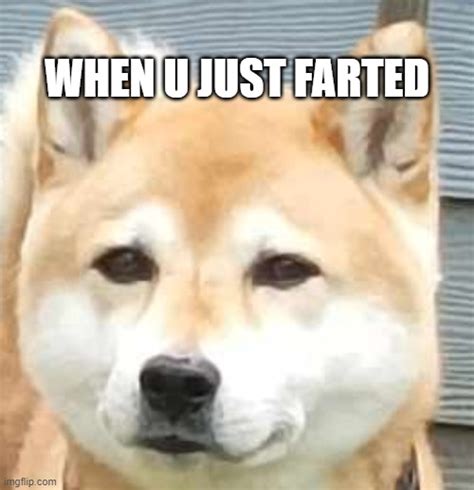 Image Tagged In Shiba Inu Imgflip