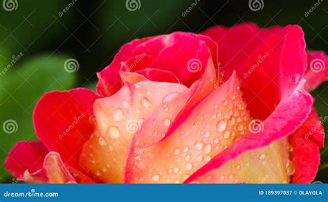 Beautiful Red Rose With Dew Drops In The Garden On A Sunny Day Ideal