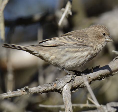 What Is This Red Sparrow at my Backyard Feeder? | Natural Crooks Ramblings
